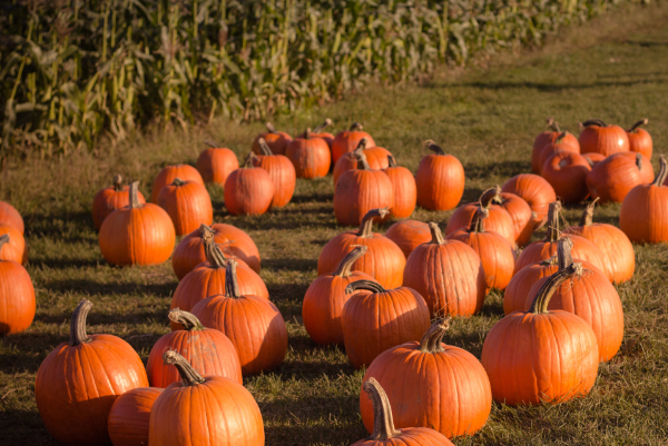 Pumpkins .. Pumpkins .. Pumpkins ..  @ Halloween Thyme