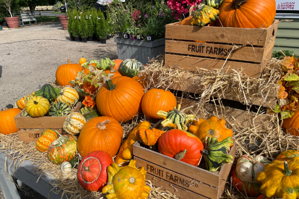 Pick Your Pumpkin