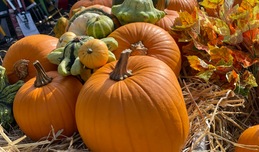 Halloween thyme pumpkins lucan